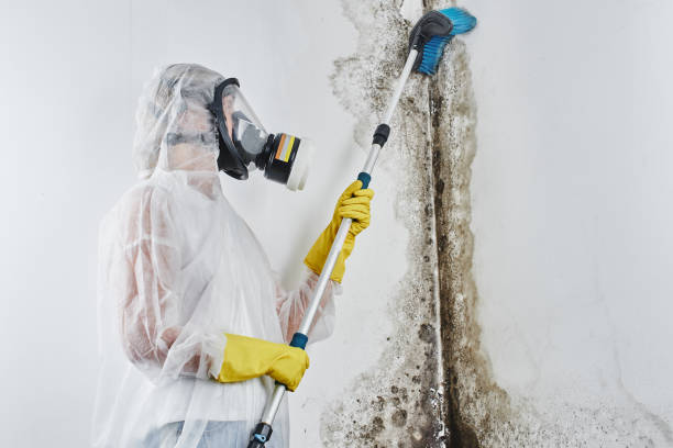 Best Commercial Mold Removal  in Annapolis Neck, MD