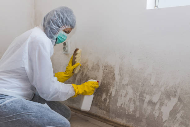 Attic Mold Removal in Annapolis Neck, MD