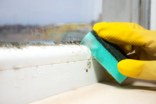 Best Certified Mold Removal  in Annapolis Neck, MD