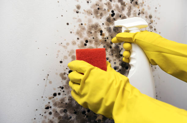 Home Mold Removal in Annapolis Neck, MD