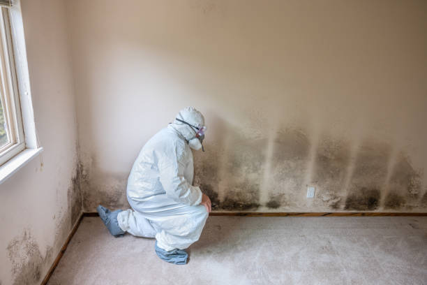 Best Certified Mold Removal  in Annapolis Neck, MD