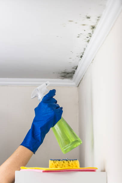 Best Toxic Mold Removal  in Annapolis Neck, MD