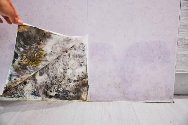 Best Attic Mold Removal  in Annapolis Neck, MD